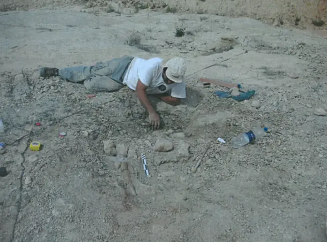 Excavación de la extremidad posterior izquierda de Oblitosaurus bunnueli en Riodeva (Teruel)