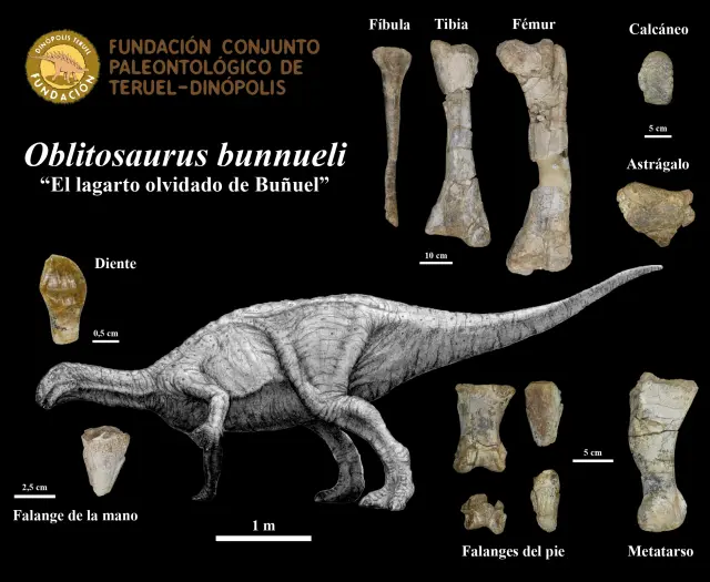 Oblitosaurus bunnueli y sus fósiles.