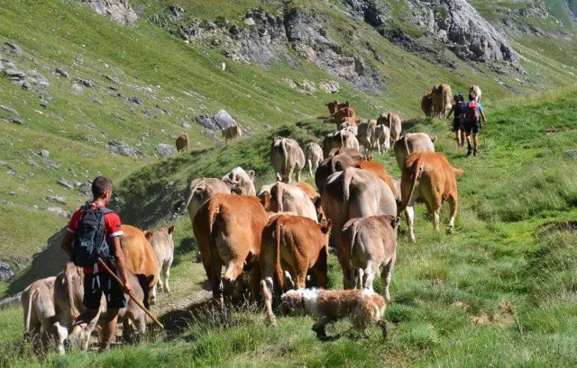 Ganaderos de Broto se dirigen con sus redes hacia los pastos frescos del Pirineo francés.
