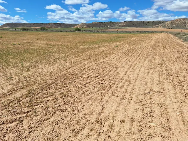 Los efectos de la sequía en el cereal son evidentes en este cultivo de cereal de invierno situado en la comarca Campo de Belchite.