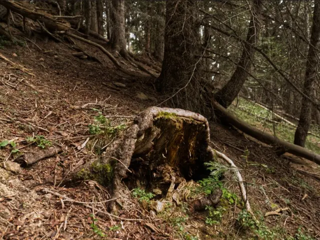En la Cazanía de San Juan de Plan, un tocón de abeto (Abies alba) sigue vivo decenios después de haber sido cortado el árbol. Sus vecinos cooperan con él