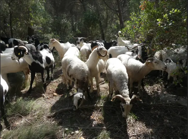 Rebaño de ovejas y cabras de una de las pastoras colaboradoras del proyecto de ciencia ciudadana 'La memoria del rebaño'