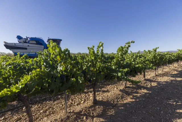 El viñedo aragonés ocupa más de 30.000 hectáreas repartidas por las tres provincias aragonesas.
