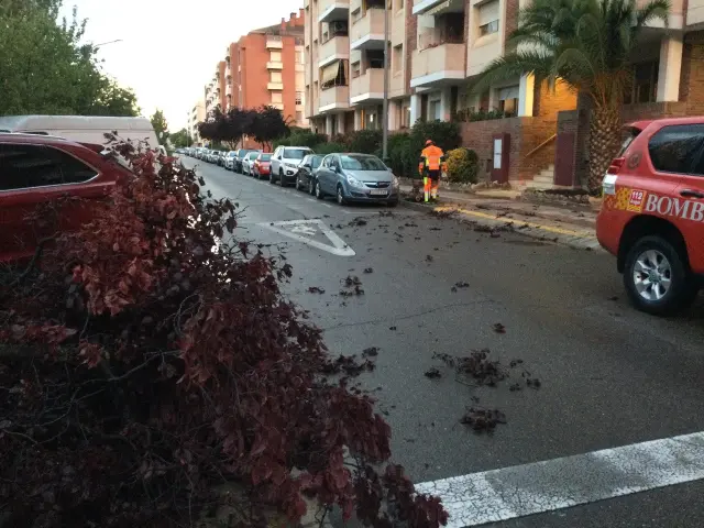 Caída de un árbol por la tormenta en Huesca.