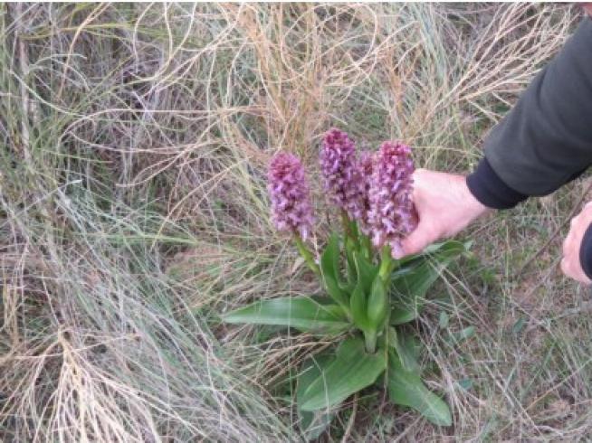 Encuentran una nueva población de orquídea gigante en Alfántega