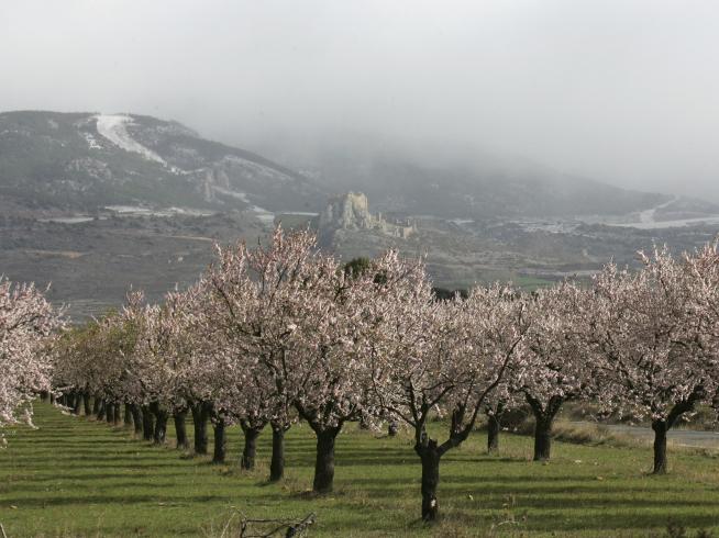 El papel clave de Aragón en la 'fiebre del oro del almendro' | Noticias de  Aragón en 