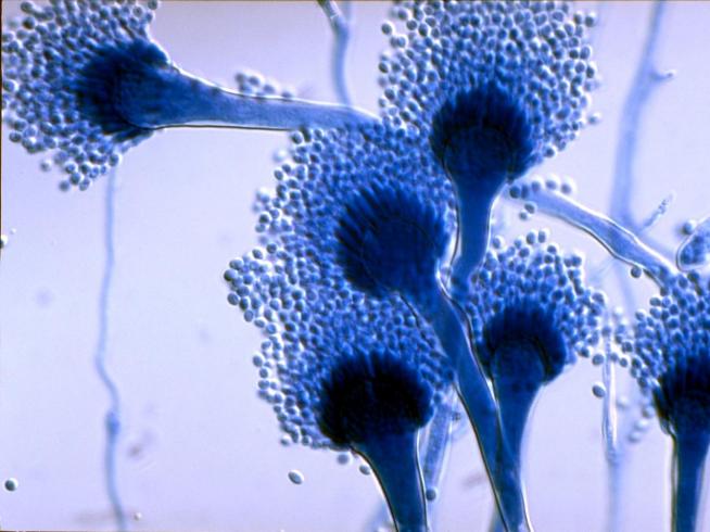 Aspergillus