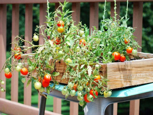 Cultivo del tomate, cuatro trucos para un éxito asegurado | Noticias Blog en Heraldo.es