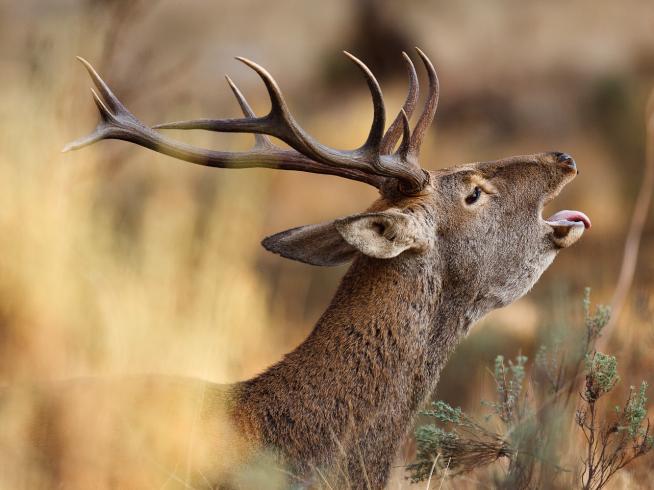 algodón Decisión Grande Un cazador muere tras ser atacado por el ciervo al que acababa de disparar