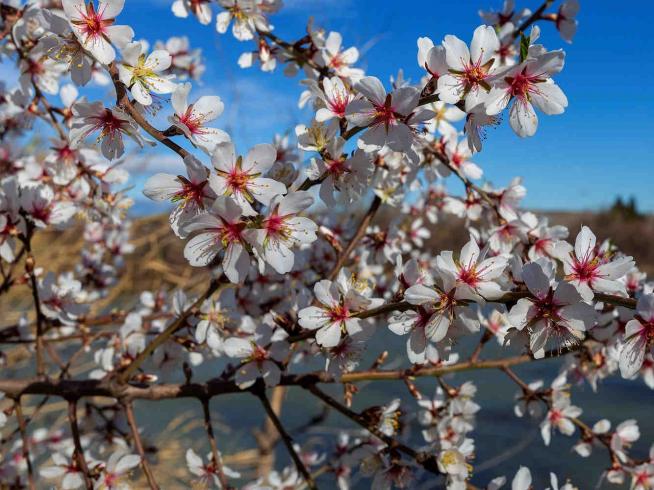 Rutas por Aragón para ver los almendros en flor: del Matarraña a la Hoya de  Huesca