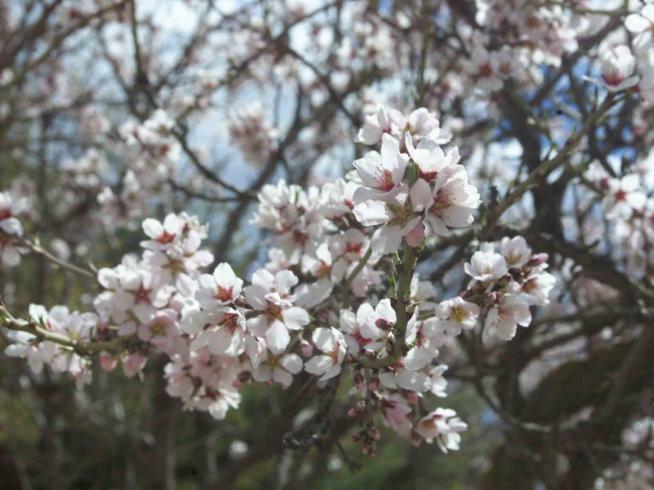 Rutas por Aragón para ver los almendros en flor: del Matarraña a la Hoya de  Huesca