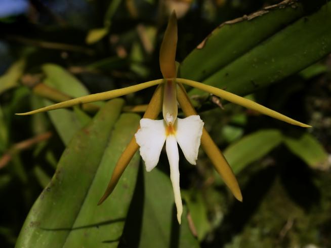 Salvar la orquídea dama de noche con agua de coco y polvo de banano en  Estados Unidos