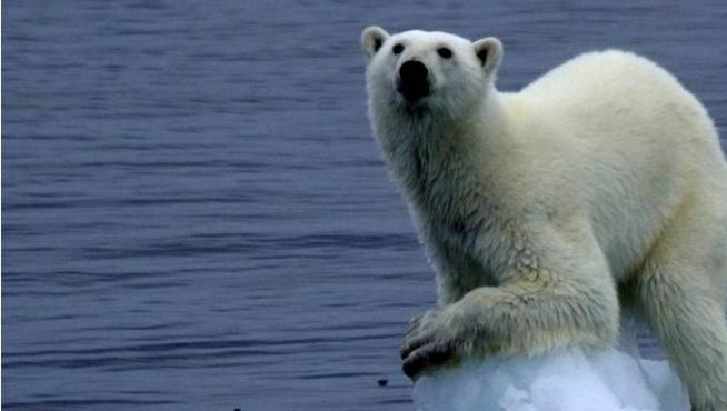 El oso polar se ve afectado por el cambio climático y el deshielo de los polos, su hábitat natural
