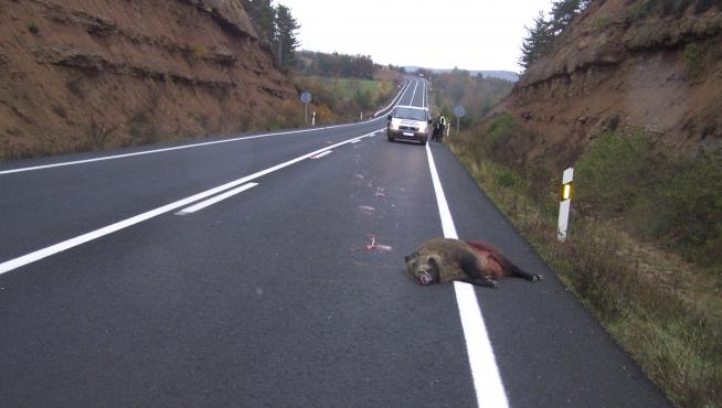 Un jabalí yace muerto sobre el asfalto de una carretera aragonesa.