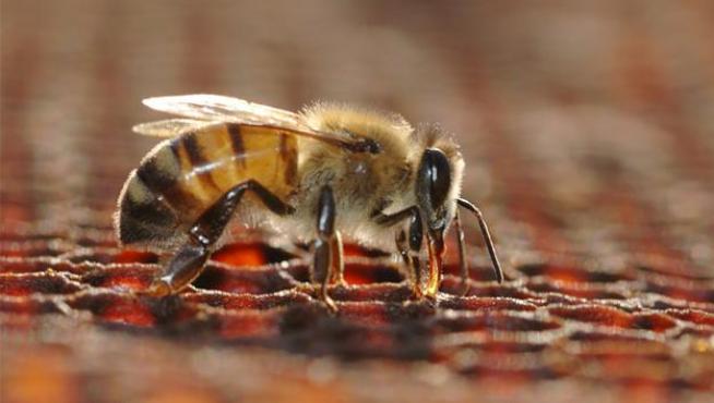 Una abeja en un panal.
