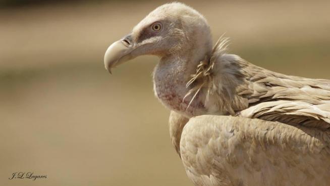 Buitre leonado albino captado en La Mata de los Olmos.