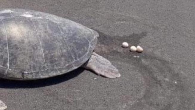 La tortuga verde poniendo los huevos en la pista de aterrizaje.