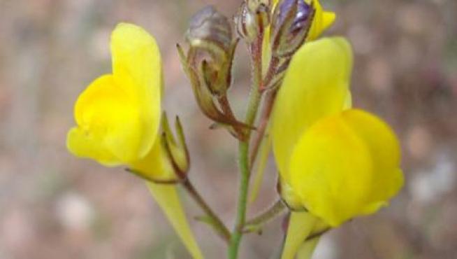 Linaria