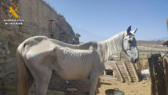 Estado en que se localizó al caballo