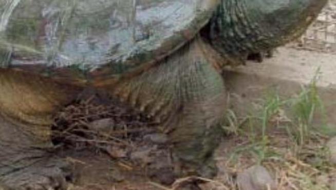 Ejemplar de tortuga mordedora que apareció en el año 2003 en el entorno del Ebro a la altura de Gelsa.