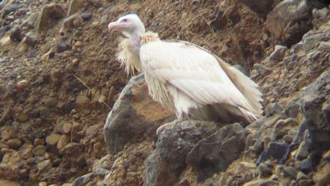 Hacia el año 2008 se pudo fotografiar a este buitre leonado blanco en un roquedo del municipio zaragozano de Los Fayos. No se le volvió a ver.