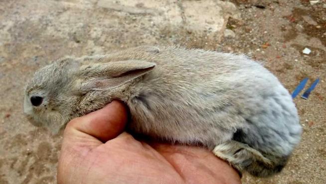 Ejemplar de conejo leucino capturado este año en Magallón.