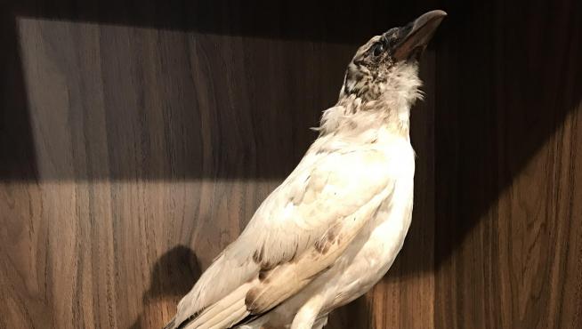 A finales de los años 80 tuvieron mucha repercusión los avistamientos de un cuervo blanco en el municipio turolense de Puertomingalvo. Al menos hubo dos animales blancos distintos, y uno de ellos (que en realidad es una corneja) se conserva disecado en la oficina de turismo.