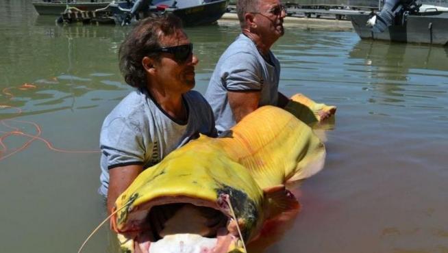 En junio de 2014 dos pescadores austriacos capturaron este siluro de color blanquecino que, además de por su color, destacaba por su tamaño: medía 2,4 metros y pesaba 87 kilos.