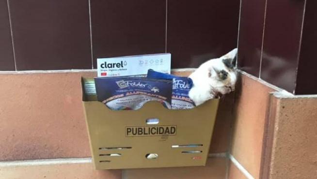 El gato apareció malherido en un buzón de publicidad de un portal de Huesca.