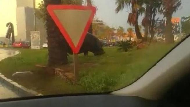 Hipopótamo en Murcia