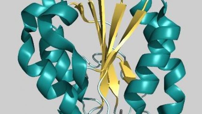Estructura tridimensional de la flavodoxina de Helicobacter pylori, proteína esencial para la viabilidad de la bacteria y prometedora diana farmacológica frente a la que se dirigen los nuevos inhibidores desarrollados por la Universidad de Zaragoza.