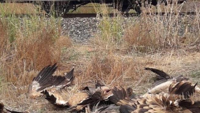 Los cadáveres de los buitres recuperados por los agentes.