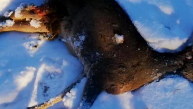 El cadáver del corzo en un camino, por el que lo arrastró el animal que lo atacó.