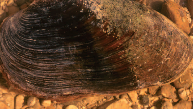 La margaritífera es una de las especies más amenazadas de Aragón.