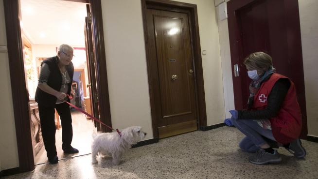 Blanca Calvo, voluntaria de Cruz Roja, recogiendo a un perro para sacarlo a pasear.