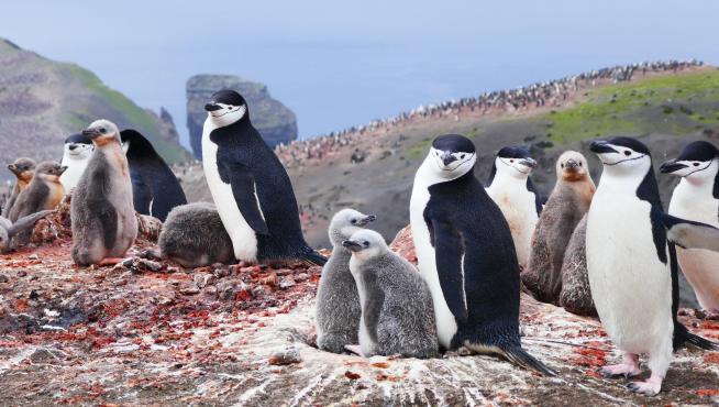 En esta campaña se han apadrinado 40.000 pingüinos.
