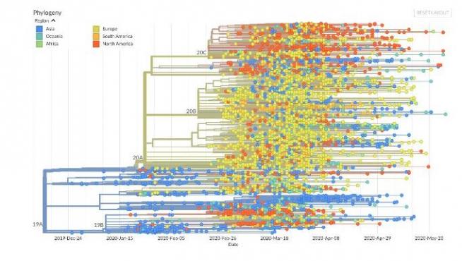 Árbol filogenético global por regiones