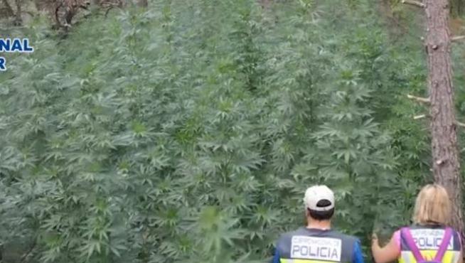 La plantación desmantelada por la Policía Nacional en los montes de Agüero.