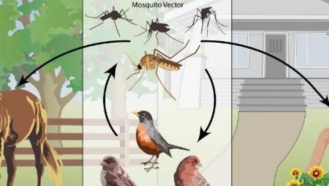 Ciclo de transmisión del WNV, formado por un huésped intermediario artrópodo (los mosquitos del género Culex) y un huésped definitivo vertebrado (determinadas especies de ave). En ocasiones tienen lugar infecciones en humanos y caballos