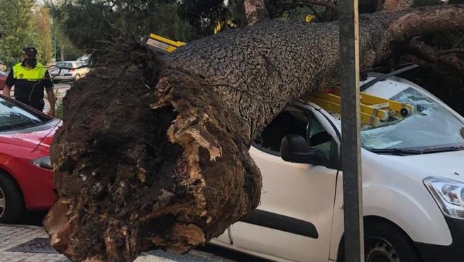 Árbol caído en la calle Palencia de Zaragoza después de la tromba de agua registrada
