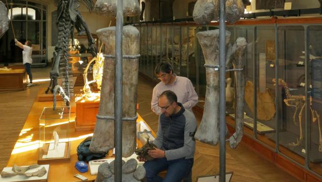 Huesos expuestos en París del turiasaurio recién llegado, Narindasaurus de Madagascar.