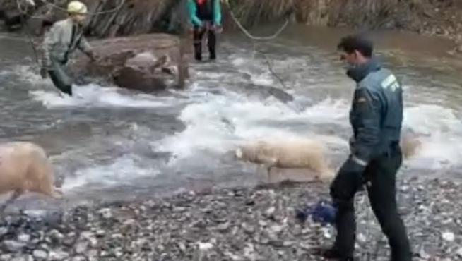 Agentes de la Guardia Civil de Canfranc y del Sereim de Jaca participaron en el rescate de las ovejas.