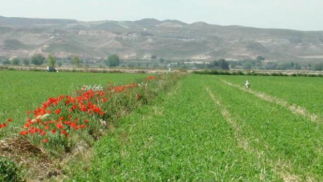 Aragón supone el 60% de la superficie de cultivo de alfalfa en España.