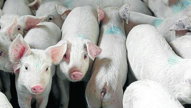 Granja de cerdos en Orrios que ha realizado obras para adecuarla a la directiva de bienestar animal. Foto Antonio Garcia/Bykofoto. 06-11-13[[[HA ARCHIVO]]]