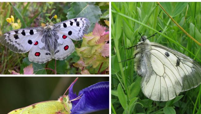 Arriba a la izquierda, parnassius apollo. Debajo, colias phicomone. Y a la derecha, parnassius mnemosyne. Las tres especies de mariposas que se van a estudiar en el Pirineo.