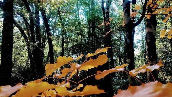 El bosque de Banastón es uno de los más valorados por los viajeros.