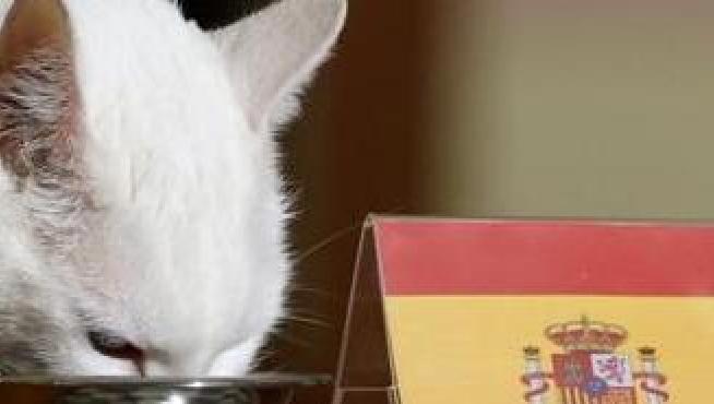 El gato Aquiles come del cuenco con la bandera de España.