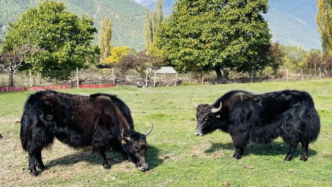 Yaks originarios del Himalaya en la granja Borda Matías de Orós Bajo.
