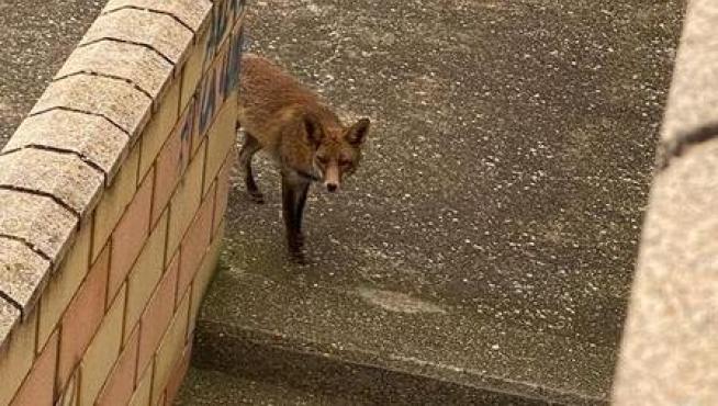 Una pareja de zorros sorprende a los vecinos de Gallur