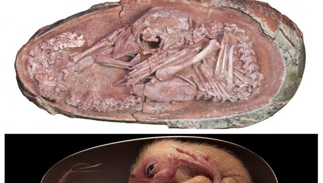 El fósil del embrión de dinosaurio y una recreación.